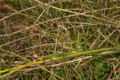 Carex binervis