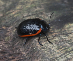 Chrysolina kuesteri