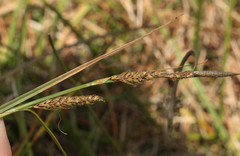 Carex binervis