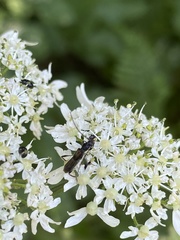Molorchus umbellatarum