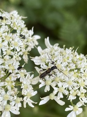 Molorchus umbellatarum