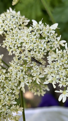 Molorchus umbellatarum