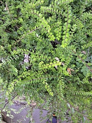 Magnoliopsida