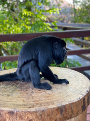 Alouatta nigerrima