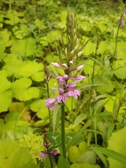 Dactylorhiza saccifera