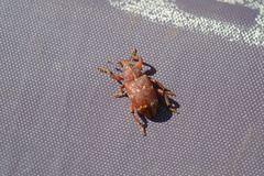 Hylobius transversovittatus