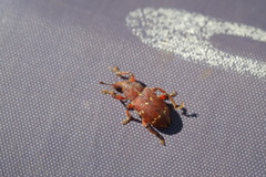 Hylobius transversovittatus