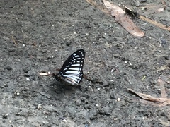 Graphium ramaceus pendleburyi