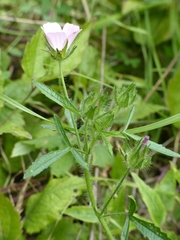 Malva setigera