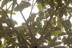 Calyptocichla serinus