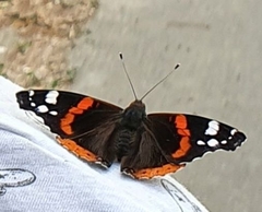 Vanessa atalanta