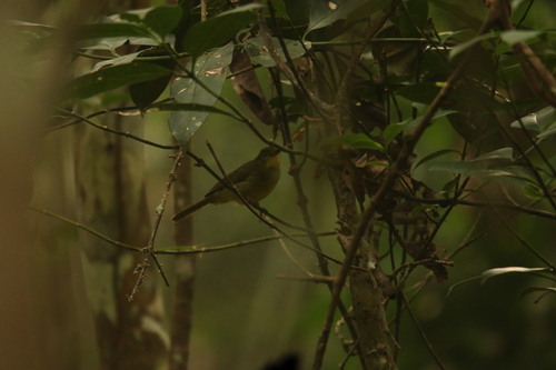 iNaturalist image
