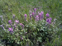 Hedysarum argyrophyllum