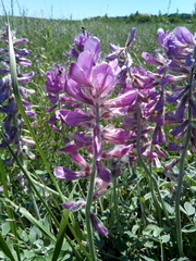 Hedysarum argyrophyllum