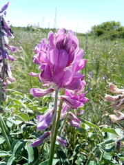 Hedysarum argyrophyllum
