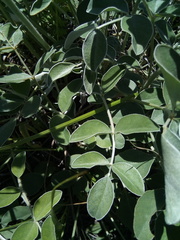 Hedysarum argyrophyllum