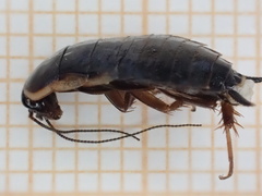 Loboptera canariensis