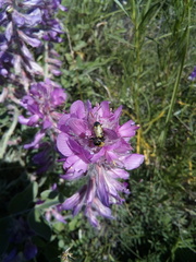Hedysarum argyrophyllum