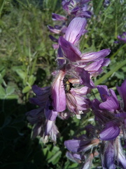 Hedysarum argyrophyllum