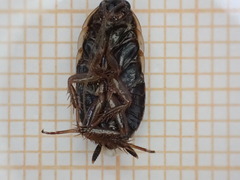 Loboptera canariensis