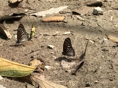 Graphium ramaceus pendleburyi