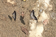 Graphium ramaceus pendleburyi