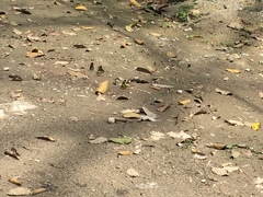 Graphium ramaceus pendleburyi