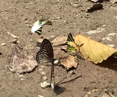 Graphium ramaceus pendleburyi