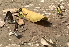 Graphium ramaceus pendleburyi