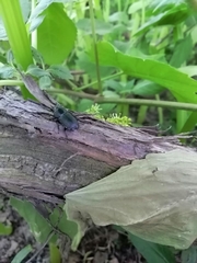 Dorcus parallelipipedus