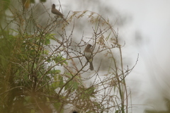Pycnonotus barbatus tricolor