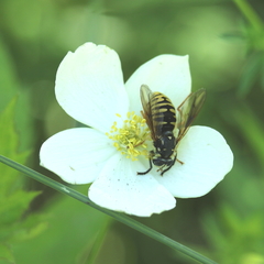 Temnostoma venustum