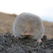 Balkan Blind Molerat - Photo (c) Mikhail Rusin, some rights reserved (CC BY-NC), uploaded by Mikhail Rusin
