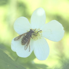 Temnostoma venustum