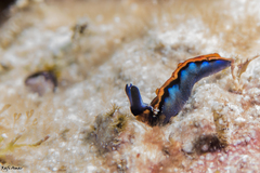 Thuridilla indopacifica