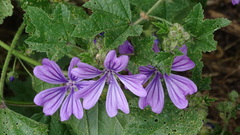 Malva sylvestris