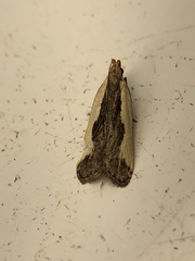 Dichomeris inserrata