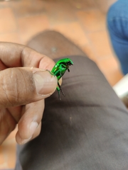 Heterorrhina elegans