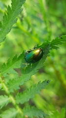 Chrysolina graminis