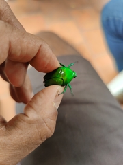 Heterorrhina elegans