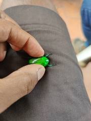 Heterorrhina elegans