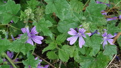 Malva sylvestris
