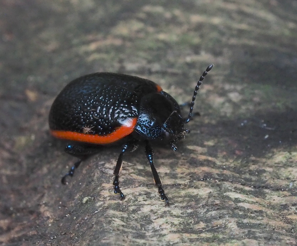 Chrysolina kuesteri