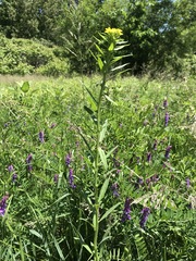 Erysimum hieraciifolium