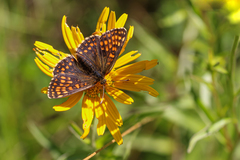 Melitaea aurelia