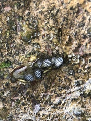 Echinolittorina aspera