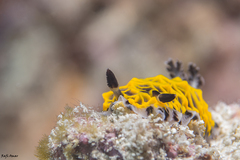 Halgerda wasinensis