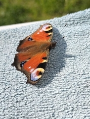 Aglais io