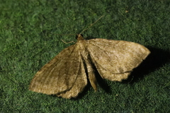 Philereme vetulata