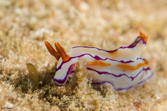 Hypselodoris regina